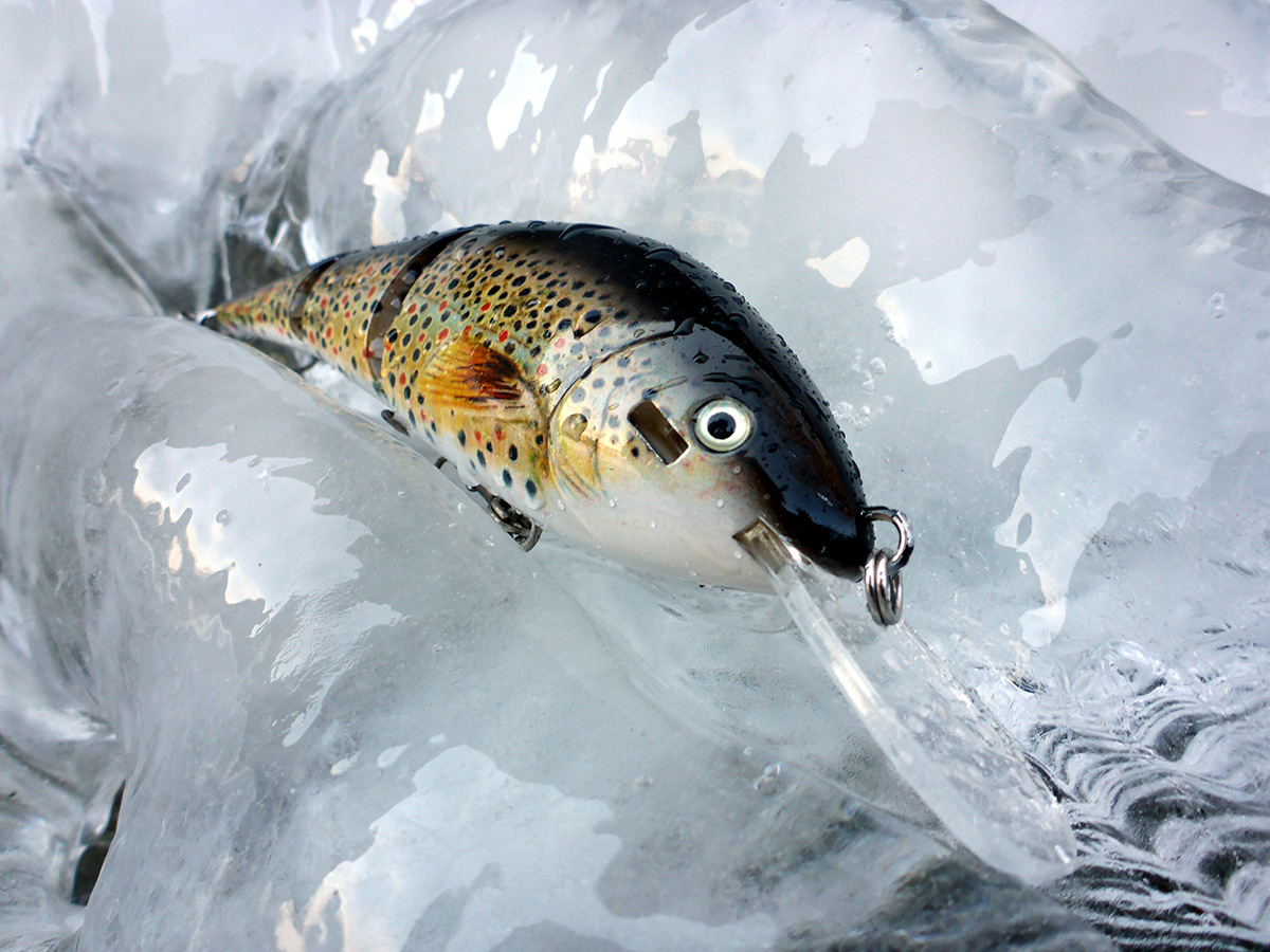 brown-trout-with-lip-bib