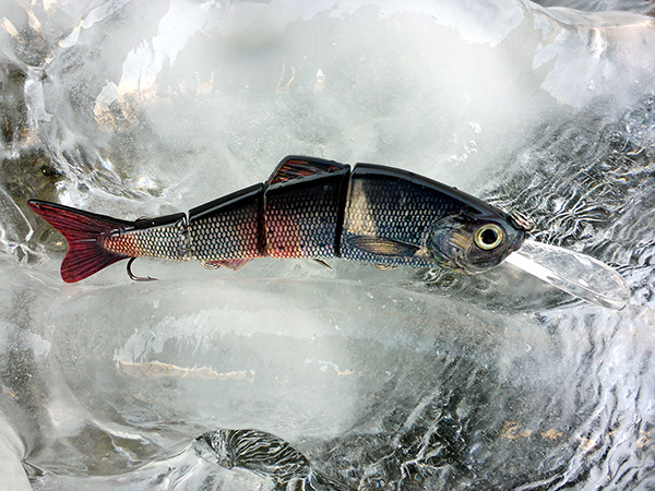 grayling-with-lip-bib-huchen-hucho