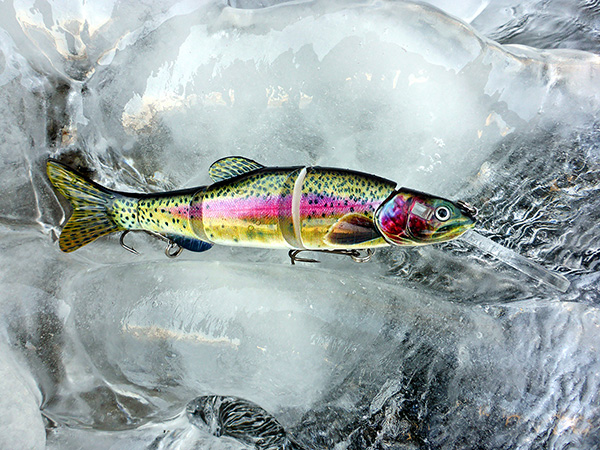 rainbow-with-lip-bib-huchen-hucho